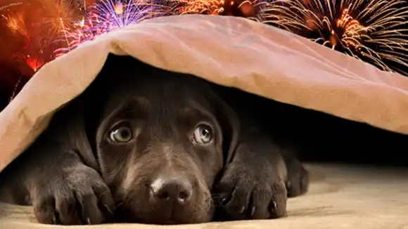 ¡NADA DE SEDANTES! Esto es lo que debes hacer con TU PERRO ante los fuegos artificiales