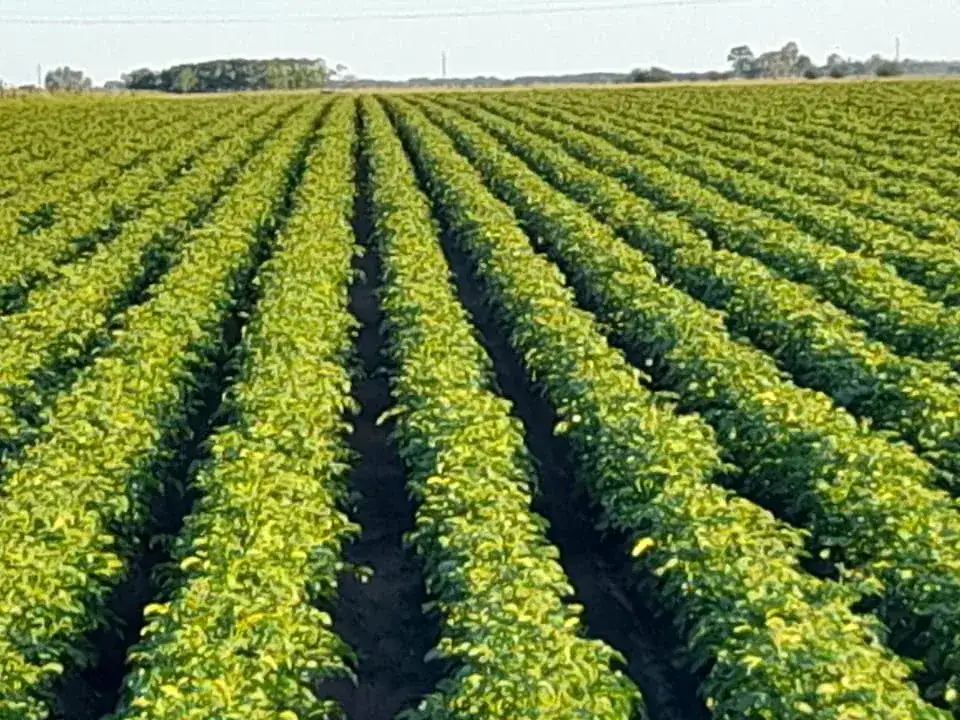 Demoras en la siembra atentan contra el ciclo biológico del cultivo de papa.