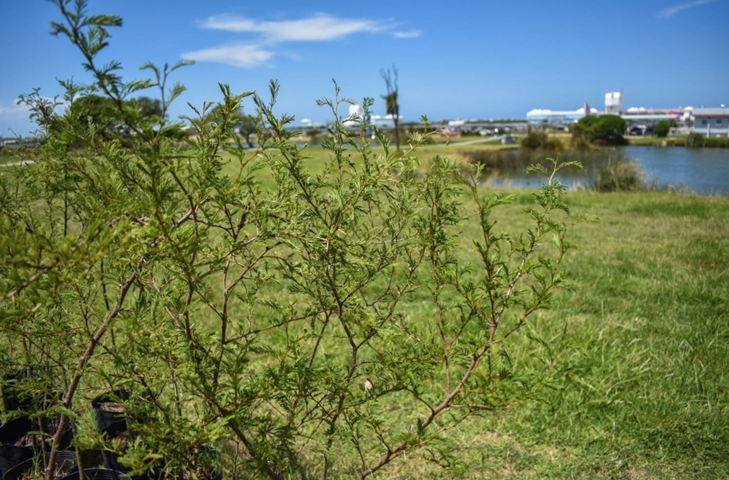 Punta Mogotes recibe a la primavera con el “Festival por los Árboles”