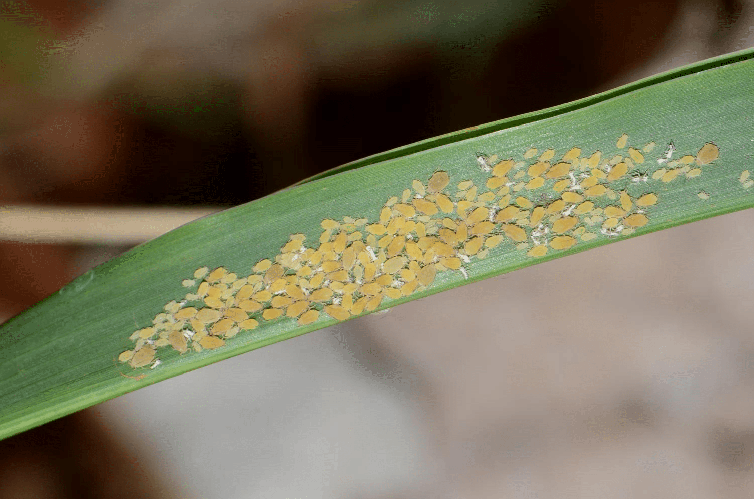 Aparecieron pulgones amarillos en los campos de Entre Ríos