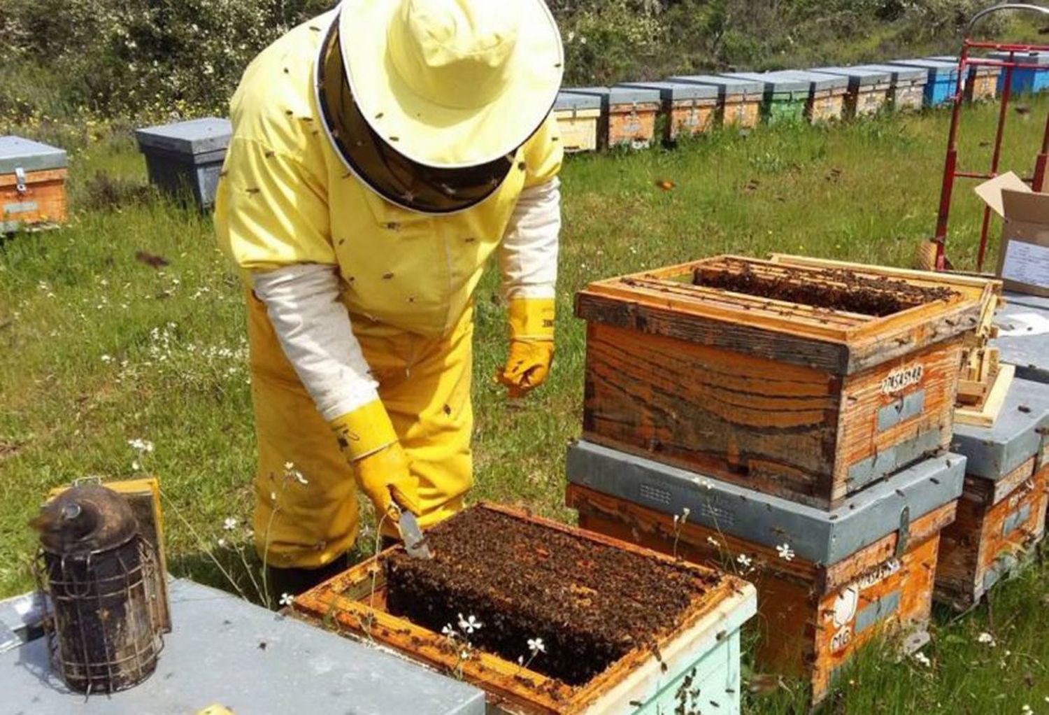 Con el programa "Mi primera colmena", buscan promover la producción apicultura bonaerense