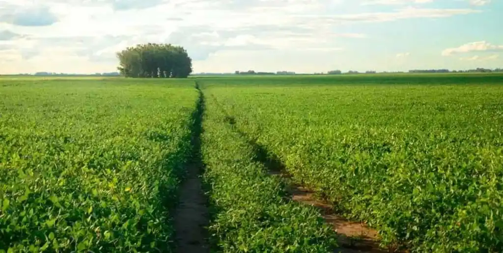 Soja, maíz y girasol: impacto positivo de las lluvias con focos de incertidumbre