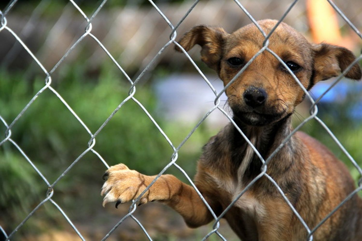 “La de Patitas es una tarea basada en convicción, solidaridad y filantropía”