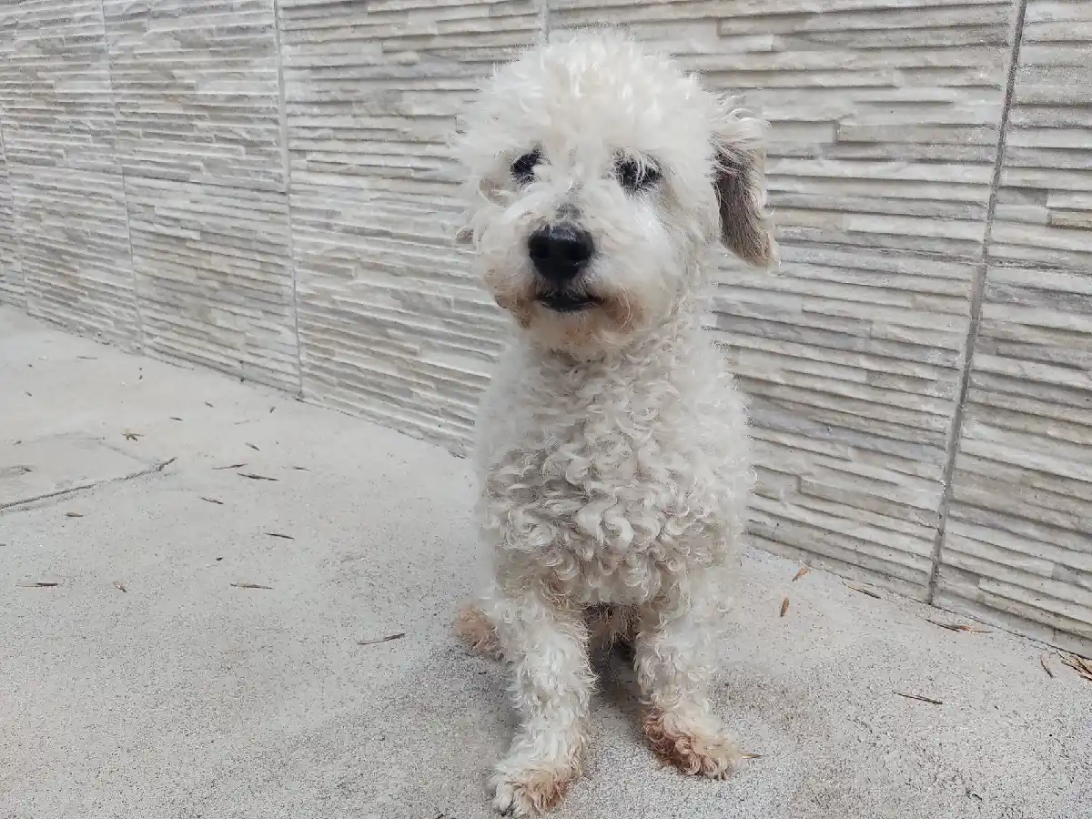 Veterinarios advirtieron sobre la baja vacunación de animales domésticos