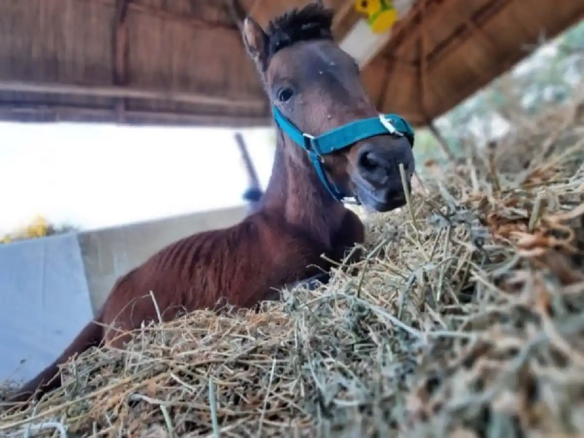 Bio Animalis junta donaciones para operar a Esperanza