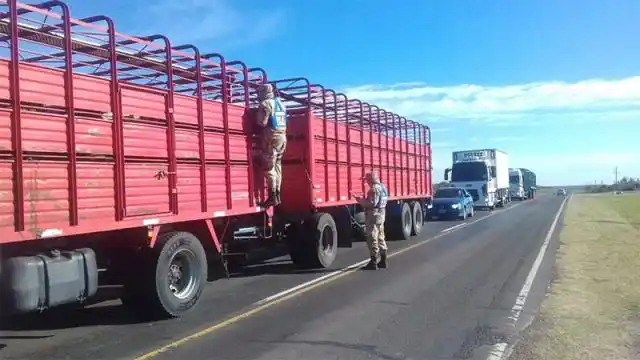 Siguen detectando garrapatas en bovinos que ingresan a Entre Ríos desde el norte