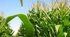 Cayó un 26 % la producción de maíz de primera en Entre Ríos