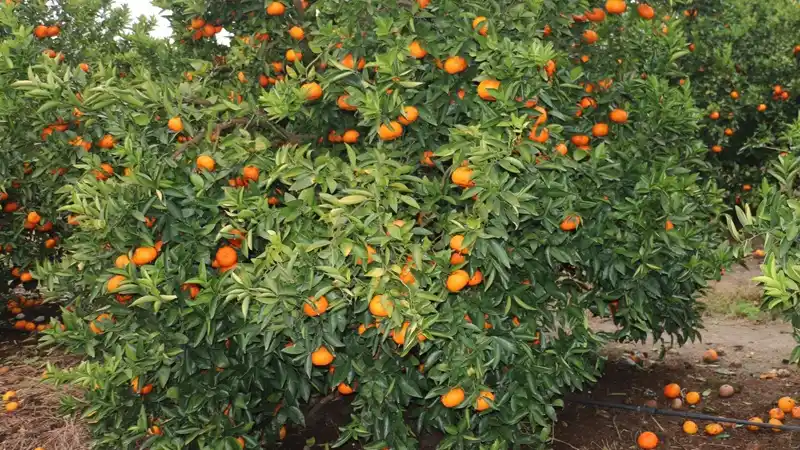 Preocupación en el Macizo Citrícola por los daños que dejó la ola polar: “La fruta está literalmente quemada”