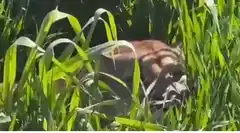 Un puma suelto en campos de Gualeguay (Video)
