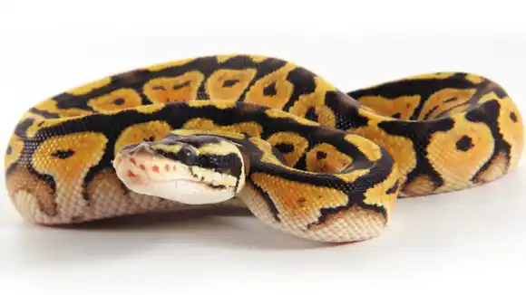 Mordió a serpiente mascota y lo detuvieron en Miami