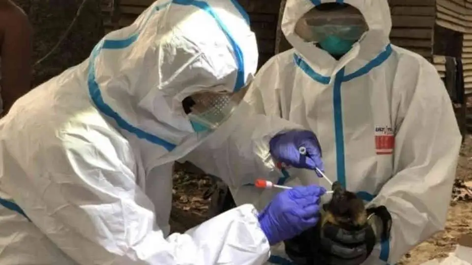 La OMS y China sostuvieron el origen animal del coronavirus