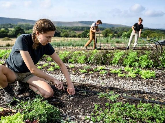 Agricultura regenerativa: productividad y cuidado del medioambiente