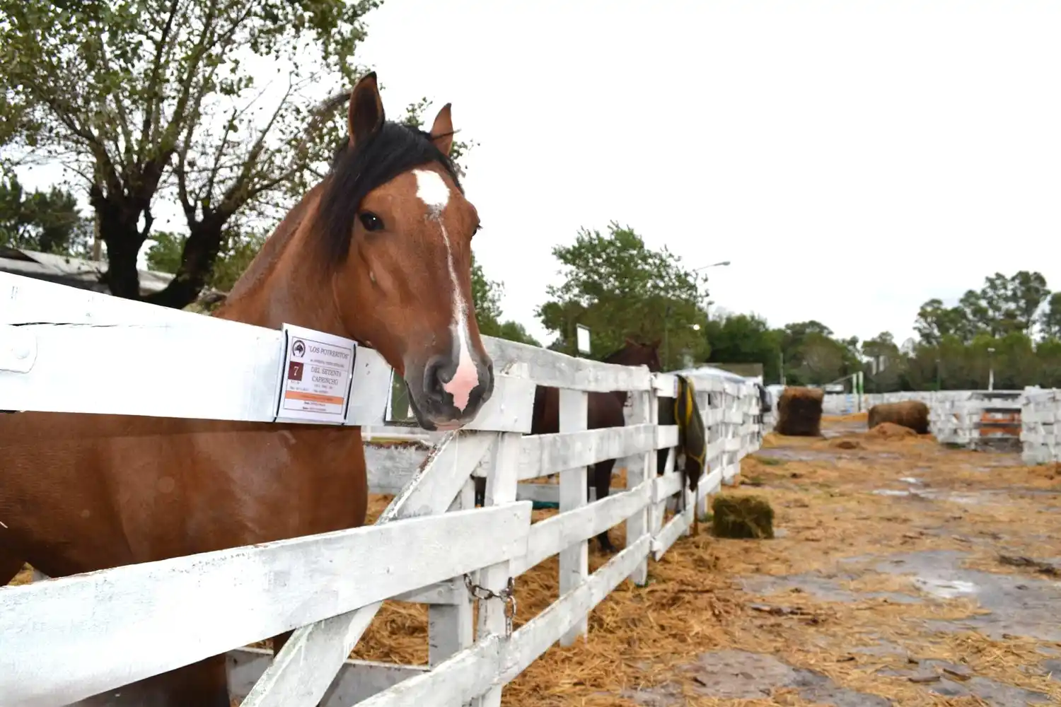 Expo Caballos Chascomús 2026: tradición, deporte y cultura en la ciudad