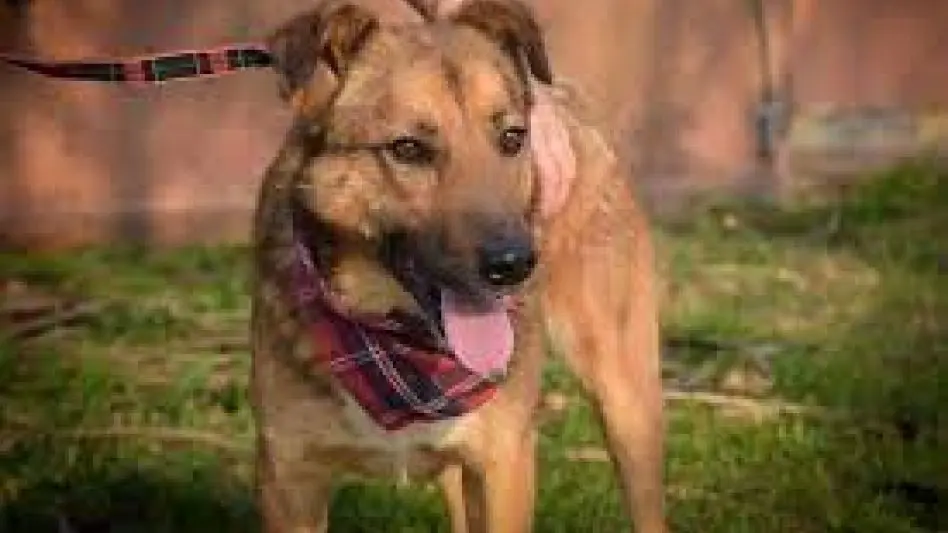 Continúan las acciones para la tenencia responsable de mascotas