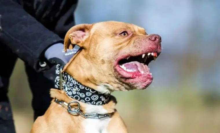Un niño de 3 años murió tras ser atacado por un pitbull en Córdoba