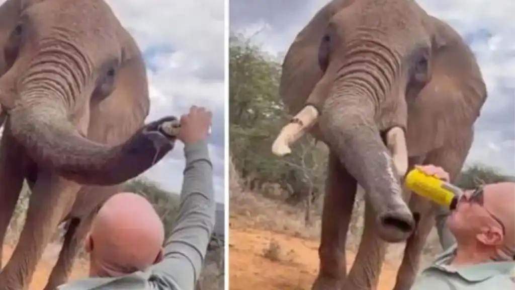 Un turista español le dio cerveza a un elefante en una reserva en Kenia