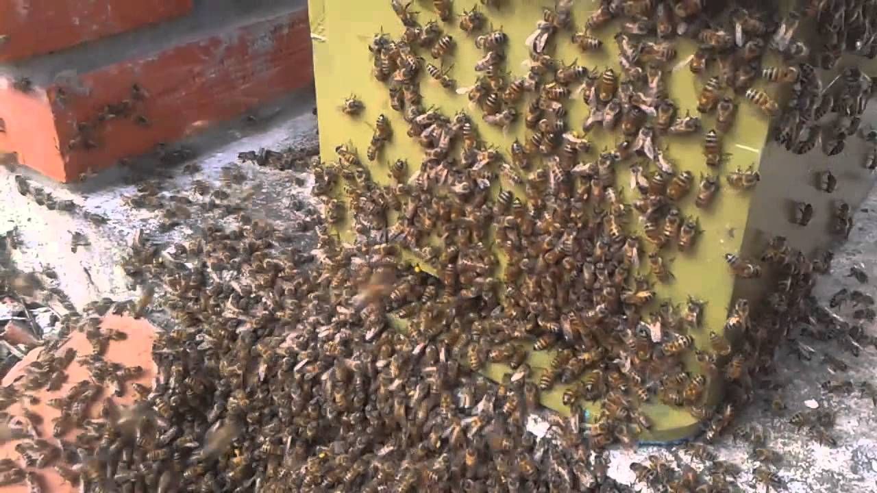 Abejas invadieron un colectivo y pusieron en peligro a todos