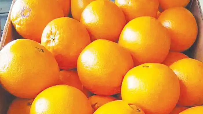 Productores citrícolas  explicaron el por qué del  precio de las naranjas