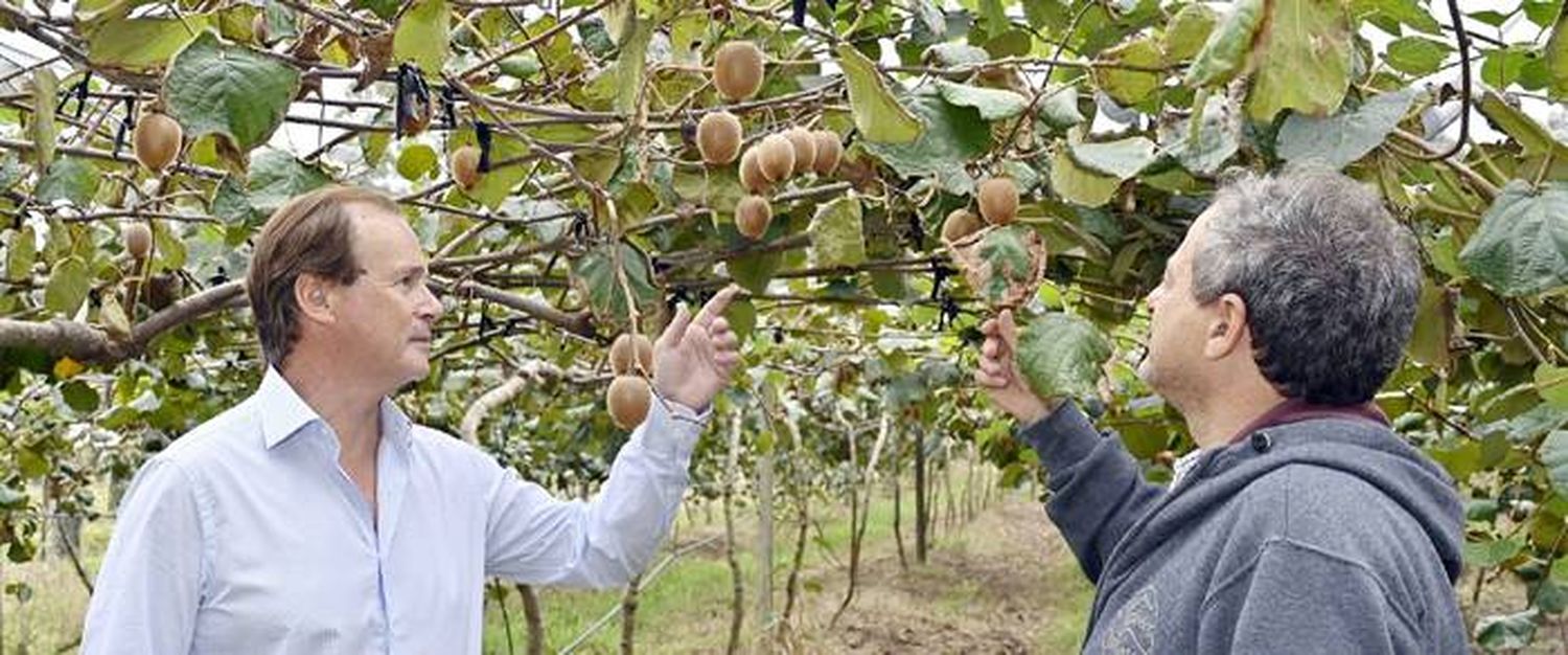 Calculan 5000 kg por ha en la primera cosecha de kiwis en Entre Ríos