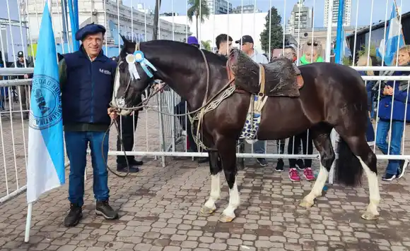 El “Gran Campeón de la Raza Criolla” en la Expo de Palermo quedó en Chascomús