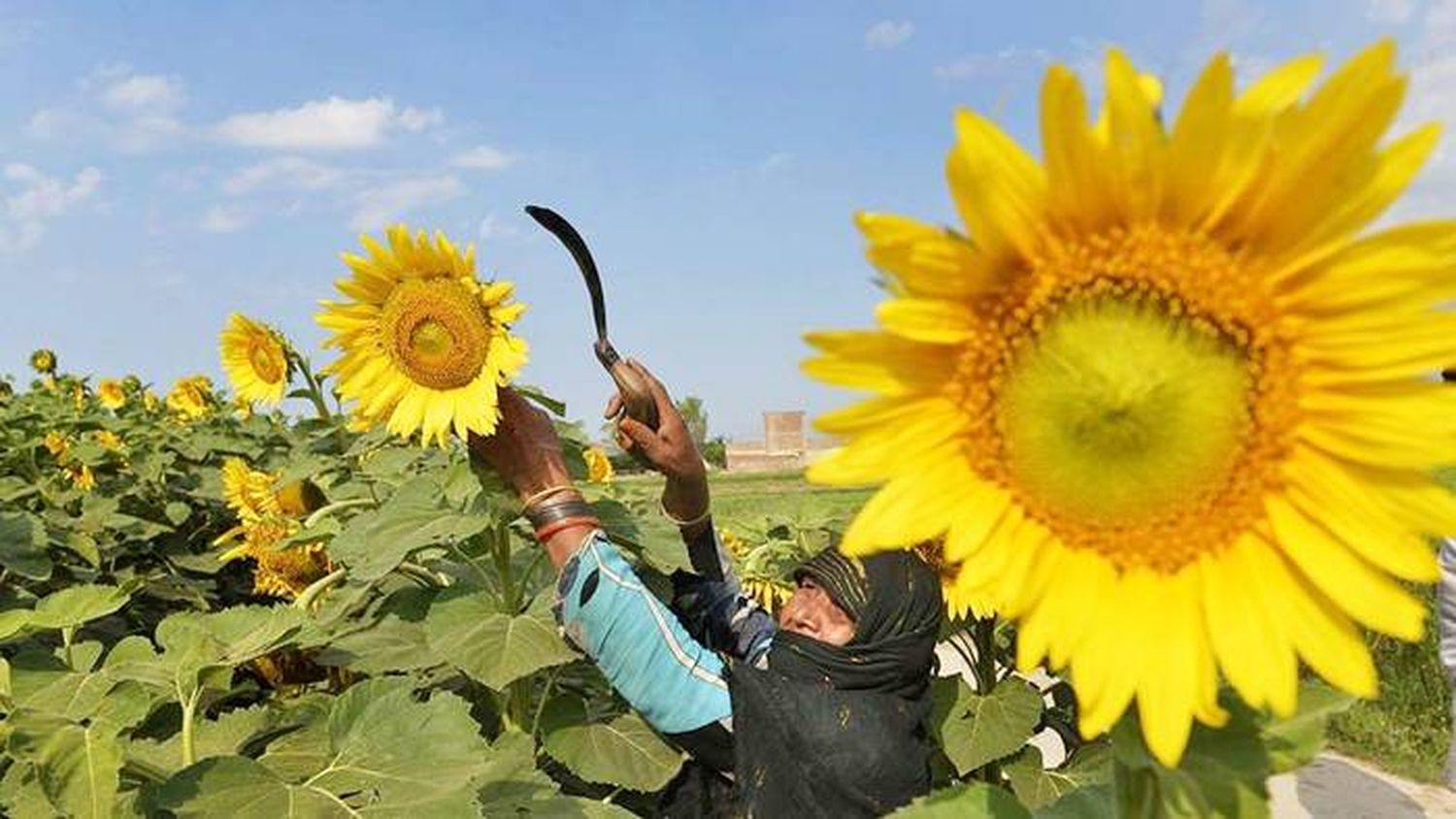 La demanda mundial sube los precios e impulsa el cultivo  de girasol en la zona núcleo