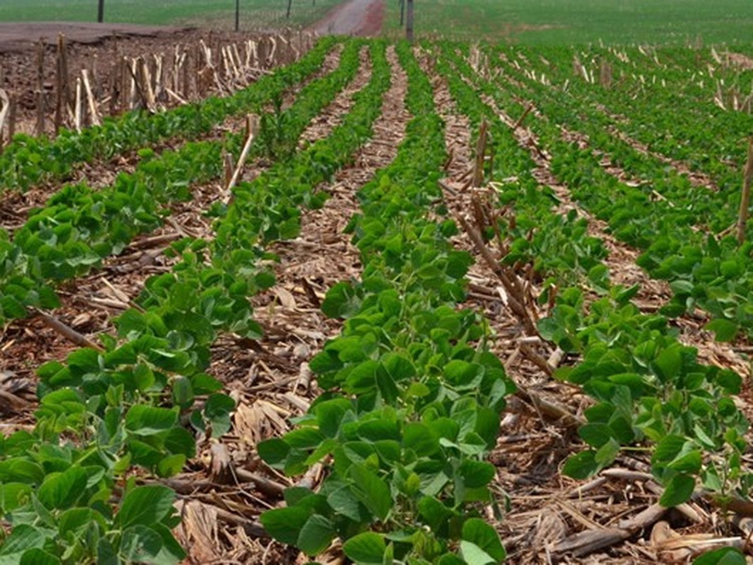 La cadena de la soja pretende ir hacia una agricultura ofensiva