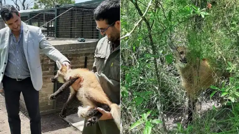 Trasladaron a una granja en otra provincia al Aguará Guazú rescatado en Paraná