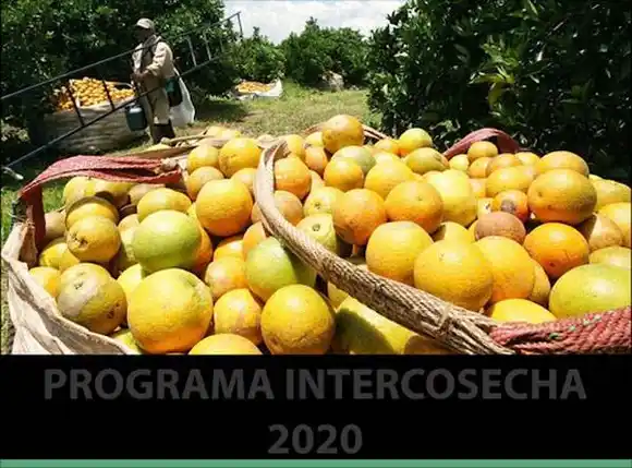 Programa Intercosecha 2020: registro on line 
