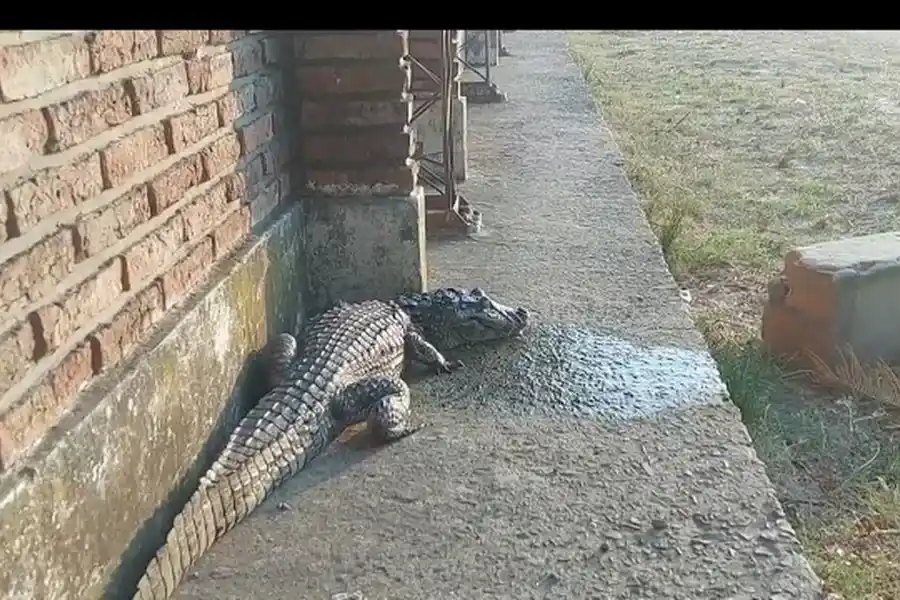 Impresionante video: un yacaré de 3 metros apareció en el patio de una escuela