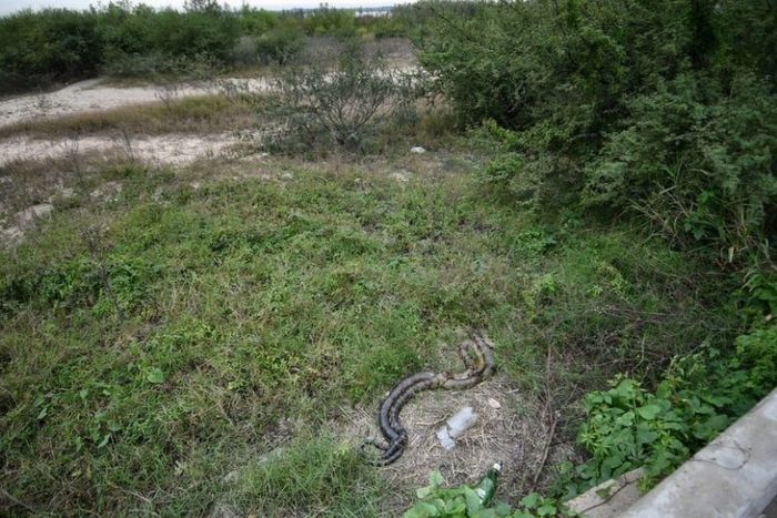 Las víboras sorprendieron a los vecinos de la zona. Crédito: Pablo Aguirre
