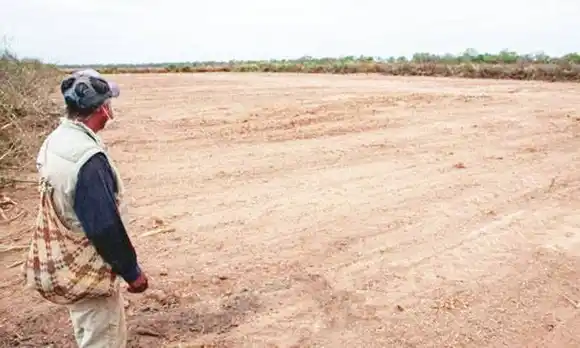 En el norte salteño arrasaron con un bosque que se recuperaba de otro desmonte