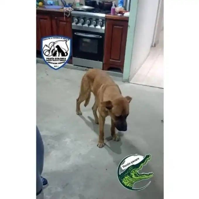 salvan perro 3
