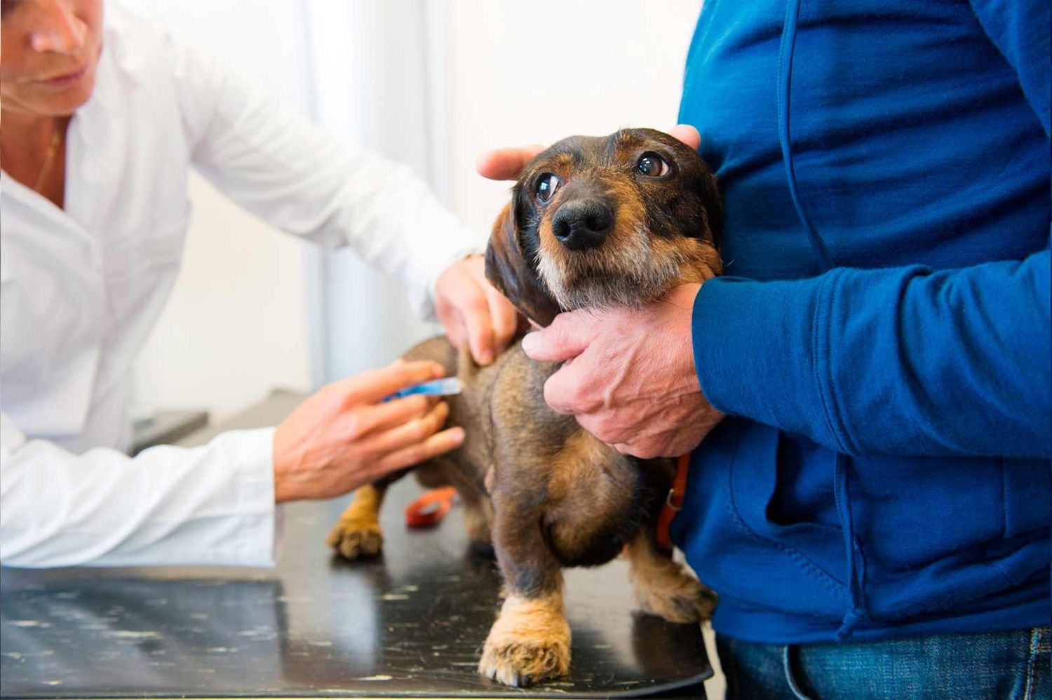 De los casi 1500 patógenos humanos conocidos en el planeta, más del 60% son provenientes de animales.