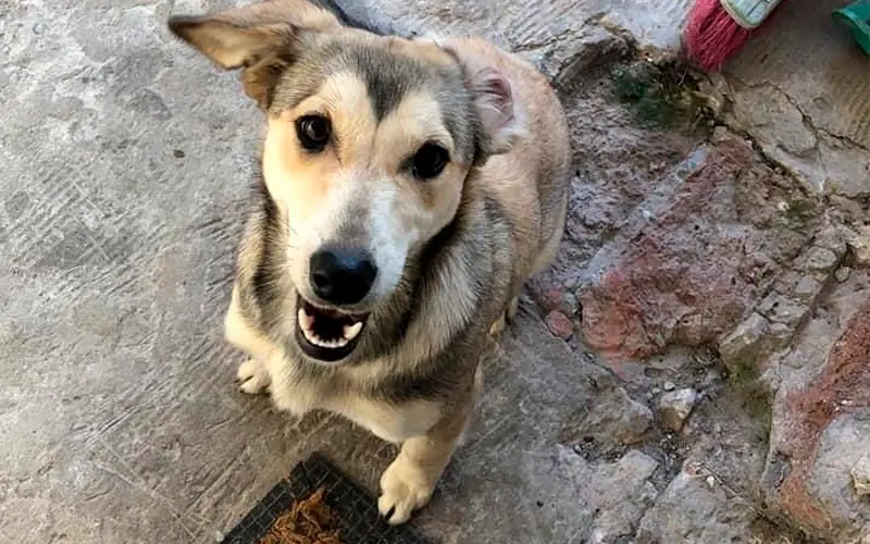 Encontraron esta perrita