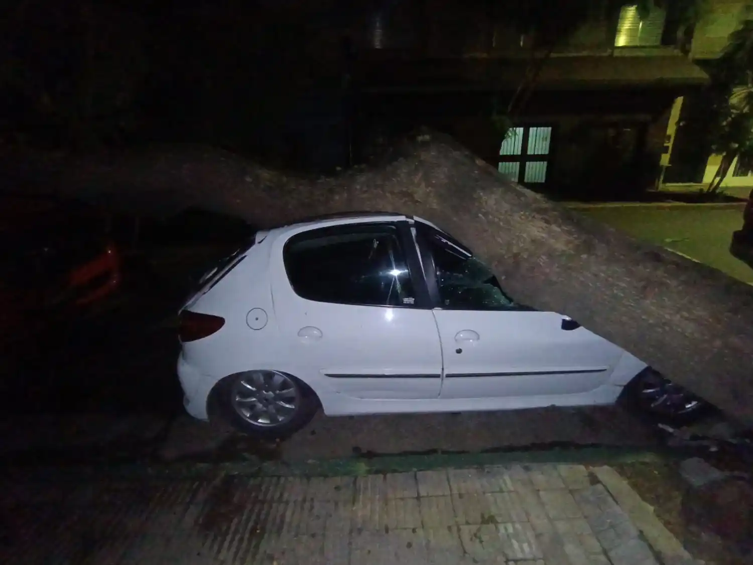 Uno de los ejemplares cayó sobre autos estacionados en Maipú y Montevideo.