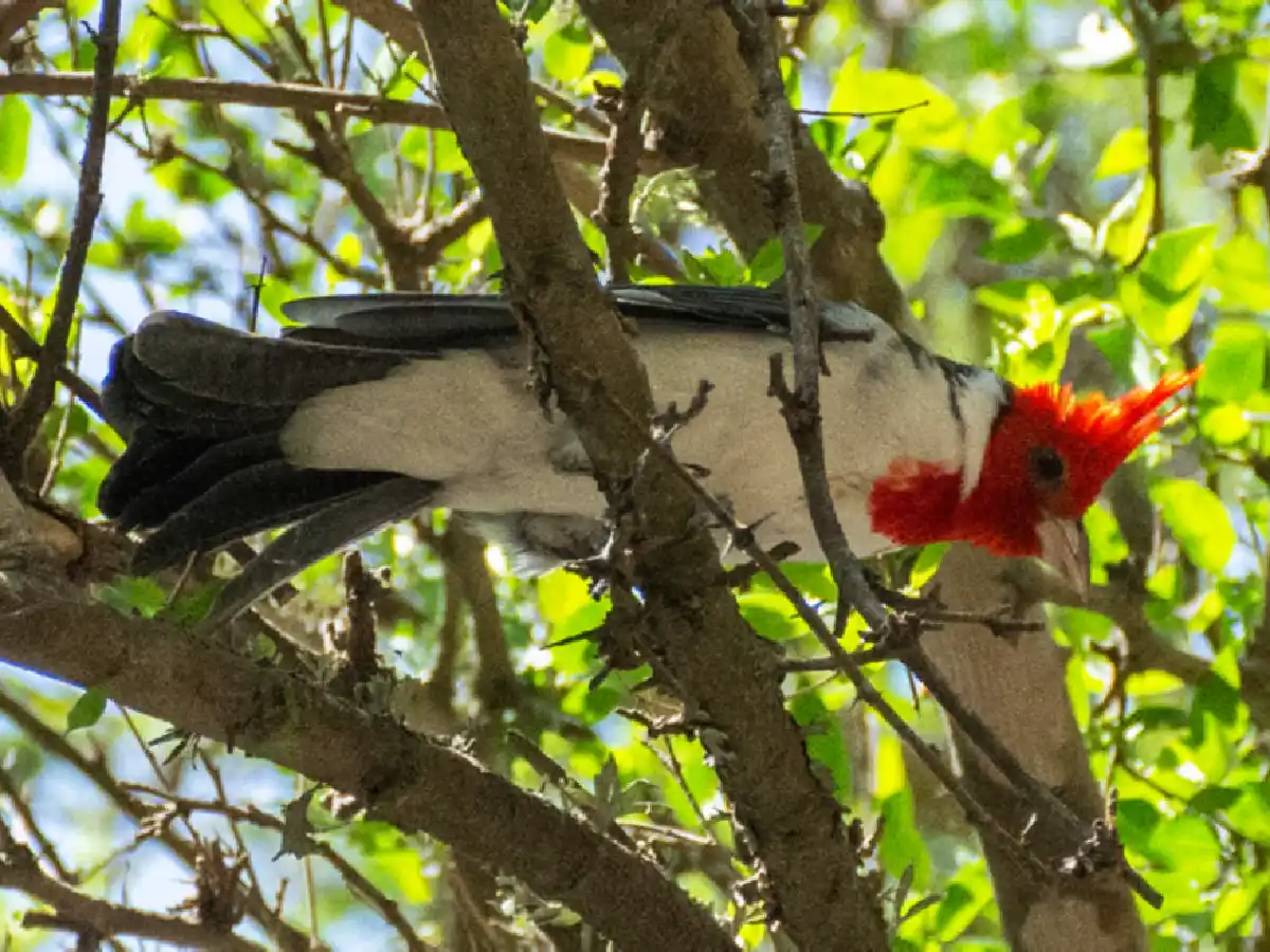 Con 400 especies, la provincia de Córdoba celebra el Día Mundial de las Aves