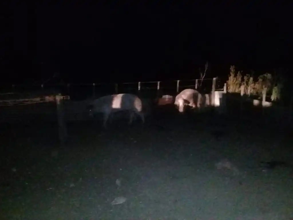 Recuperaron dos porcinos que habían sido robados en Vela