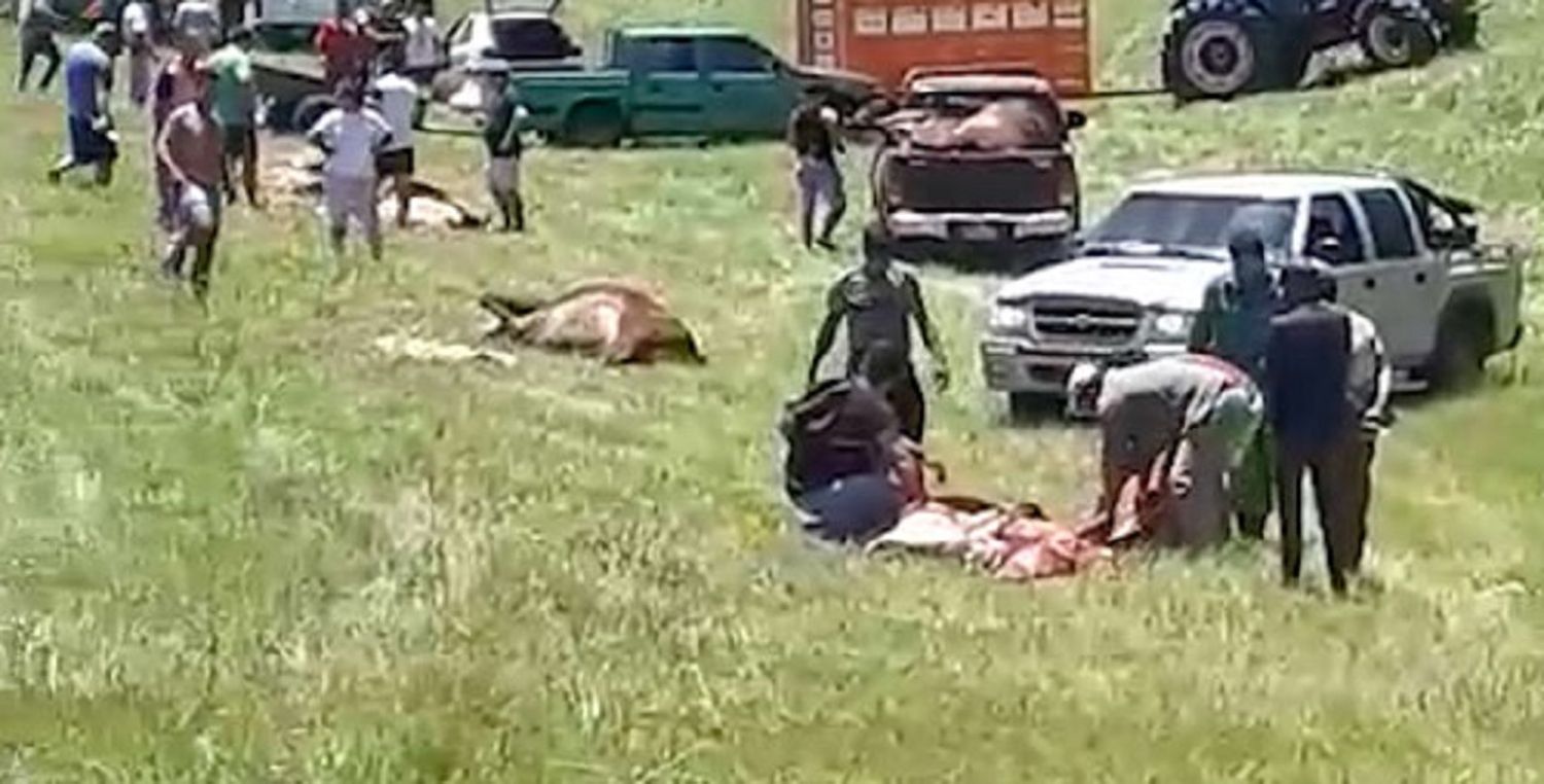 Ruta 14: Volcó un camión con ganado y un grupo de vecinos carneó los animales