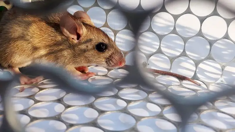 Rosario: se encuentra estable la joven que fue internada tras contraer hantavirus