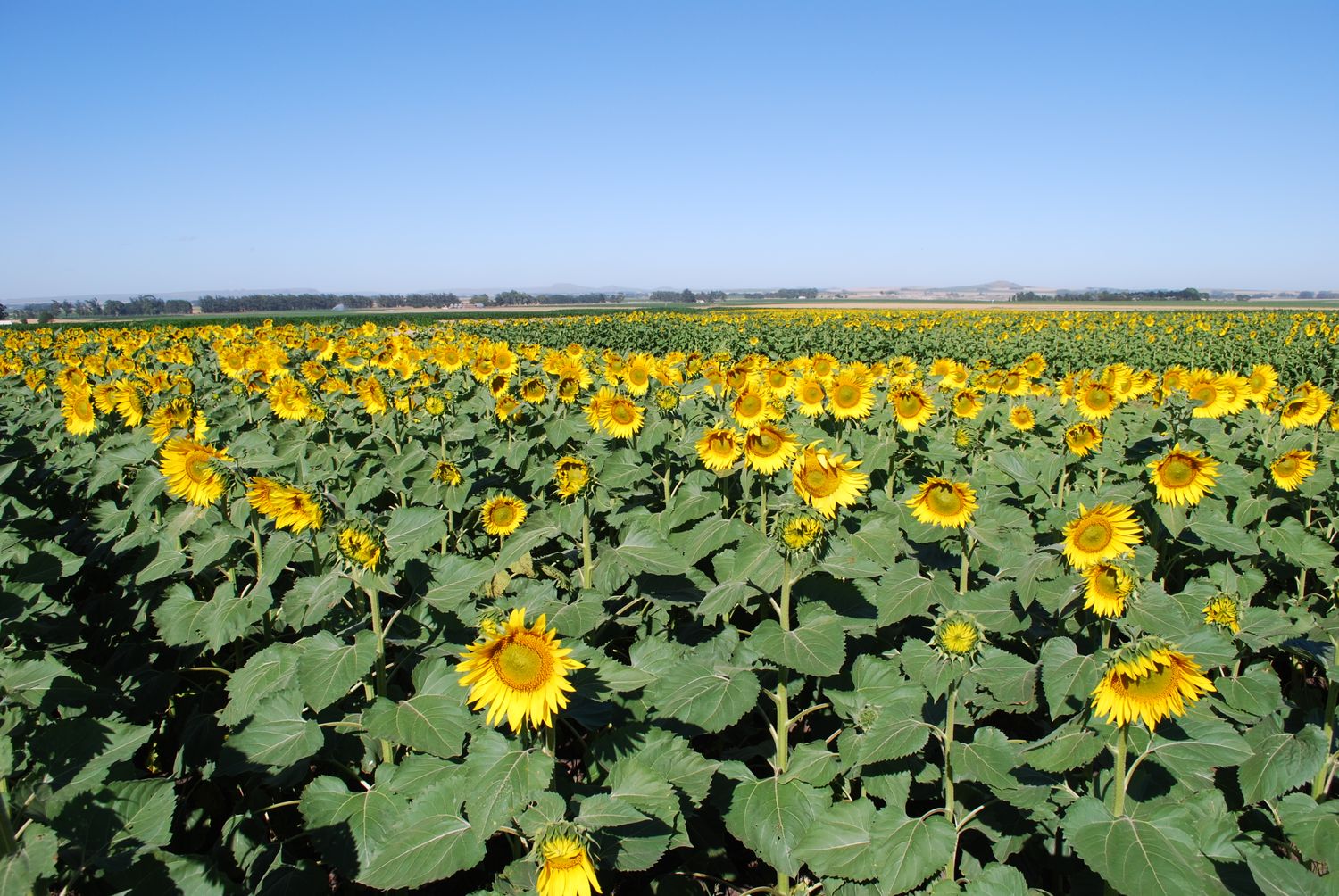 El INTA dio recomendaciones para iniciar la cosecha de girasol 2017 en condiciones adversas