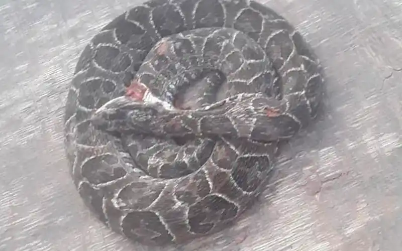 Víbora encontrada en Bajo Cementerio: “Un peligro para los chicos”