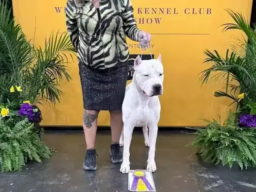 El ejemplar, proveniente del criadero cordobés “El Totoral” se alzó con el título de “Mejor de la Raza” en la 150ª edición del Westminster Kennel Club, celebrado en Nueva York.