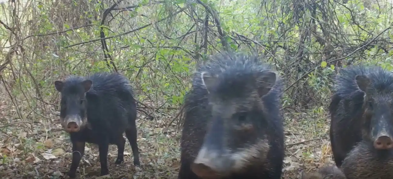 Captaron a una familia de Pecarí Labiado en la Reserva Natural Formosa