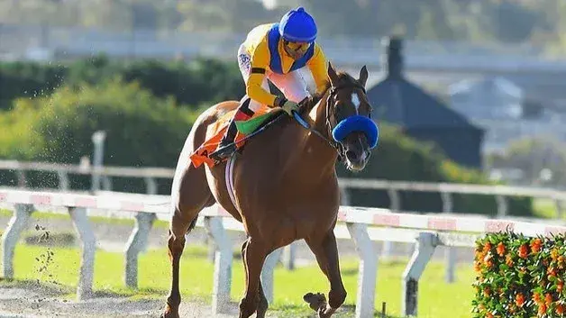 Look At To Me, heroína de la Polla de Potrancas (G1), va por la consagración en el Gran Premio Selección (G1), en Palermo.