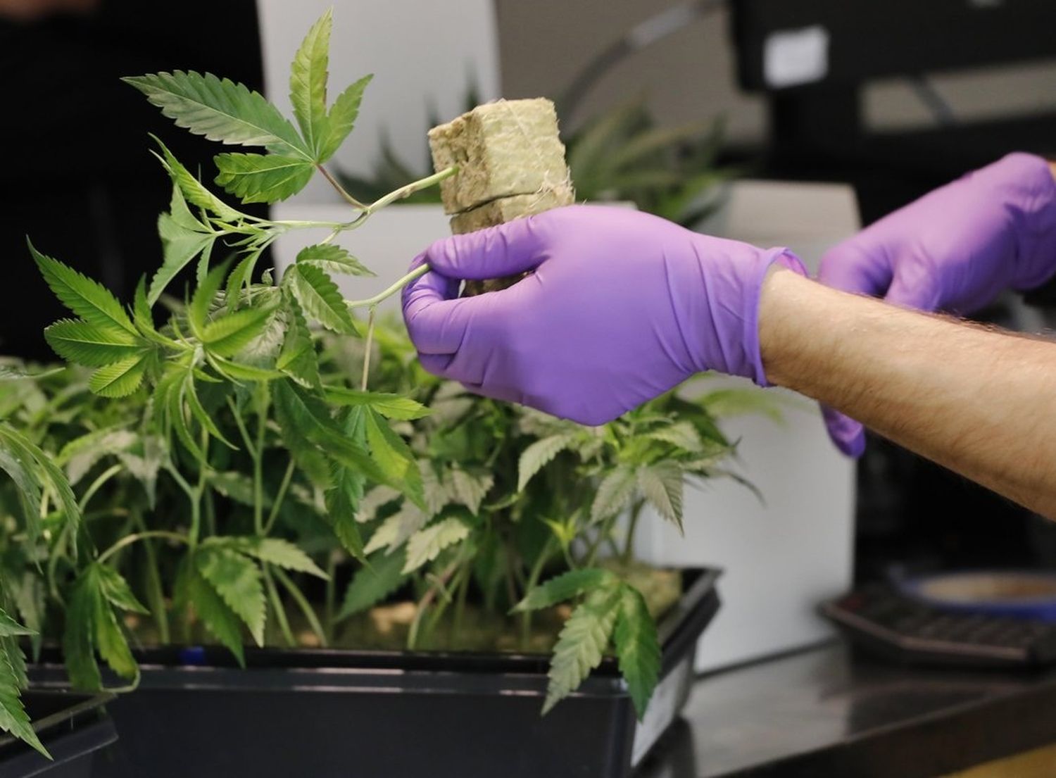 Cannabis para la salud: Las claves del nuevo proyecto de ley y el lugar de Entre Ríos en la incipiente industria