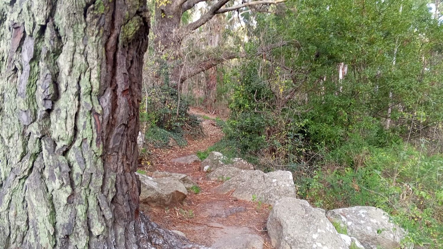 Paisajes ocultos de Tandil (VI): el reino de las coníferas