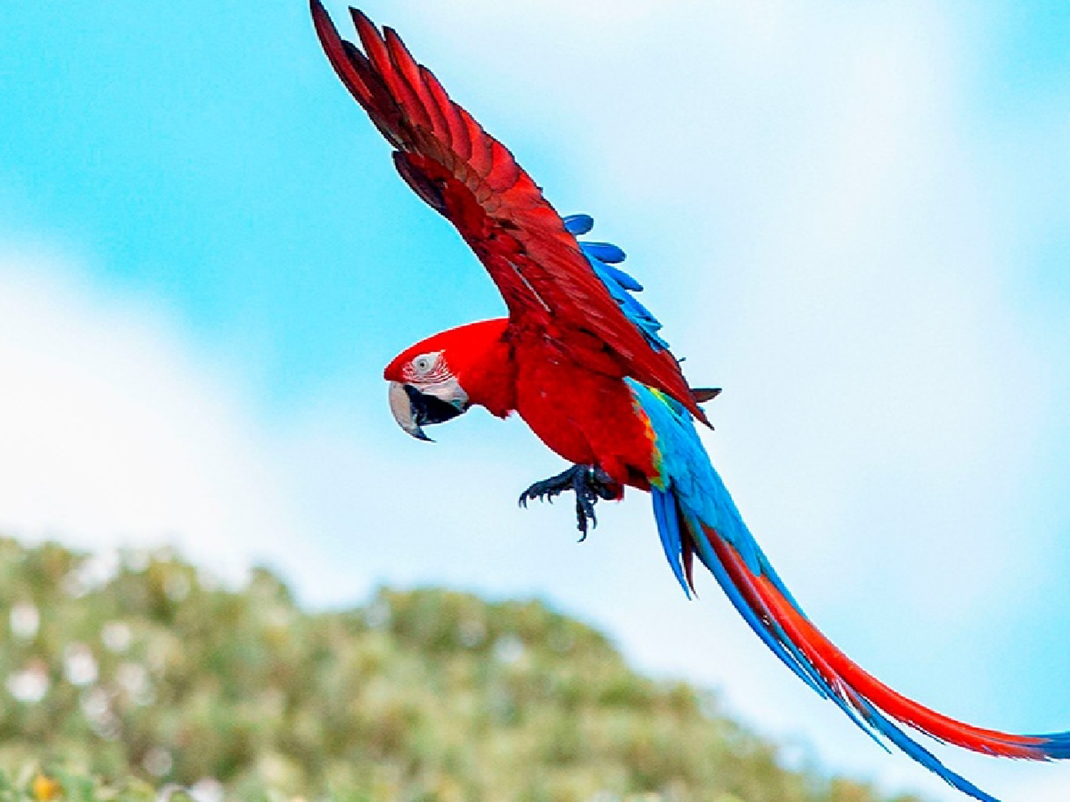 Vuelan en Corrientes guacamayos rojos, una especie que estaba extinta hace más de 170 años