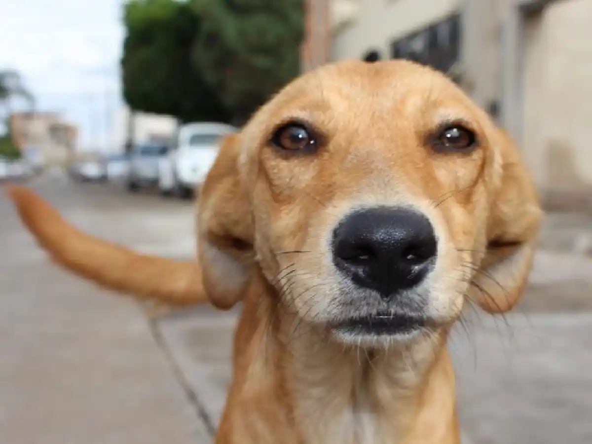 El Canimóvil llega a barrio La Milka