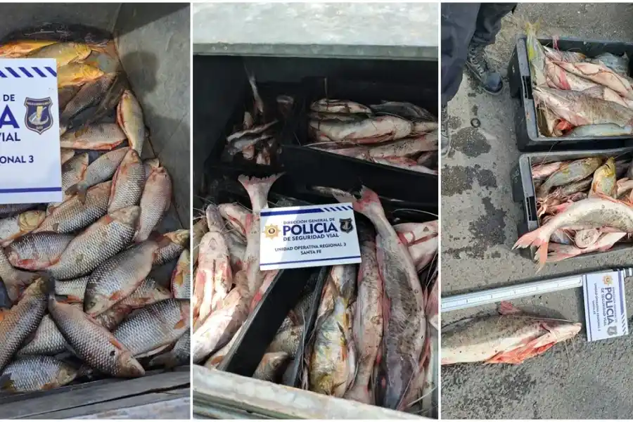 Incautaron 250 kilos de pescados que eran transportados de manera irregular