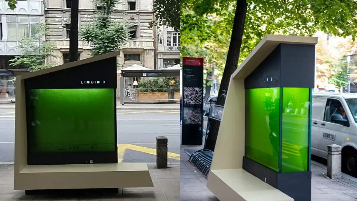 ¿SABÍAS QUE YA EXISTEN los «ÁRBOLES LÍQUIDOS? Te contamos dónde están y para qué sirven